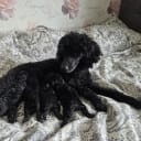 Miniature Poodle