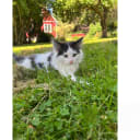 Norsk skogkatt