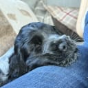 Cocker spaniel