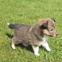 Shetland sheepdog