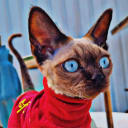 Devon Rex