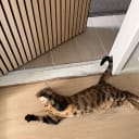 Bengal