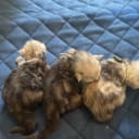 Maine Coon