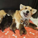 Welsh Corgi Pembroke