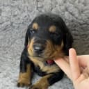 Pinscher
