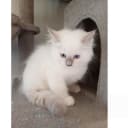Ragdoll