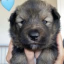 Finsk lapphund