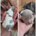 Brazilian Terrier