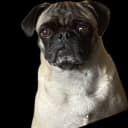 Pug