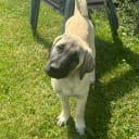 Kangal çoban köpegi