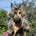 Maine Coon