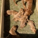 Ungersk vizsla