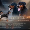 Dobermann