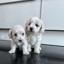 Maltipoo