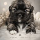 Tibetansk spaniel