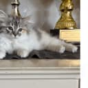 Sibirisk katt
