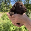 Labradoodle