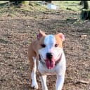 American staffordshire terrier