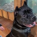 Cane corso