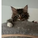 Norsk skogkatt