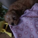 CavaMaltiShihPoo