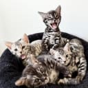 Bengal