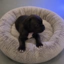 Staffordshire bull terrier