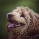 Maltipoo