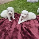 Samojedhund