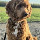 Labradoodle