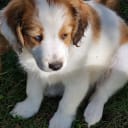 Dutch Kooikerhondje