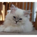 Sibirisk katt