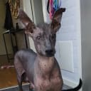 Xoloitzcuintle