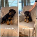 German Shepherd Dog