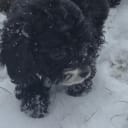 Cockerpoo