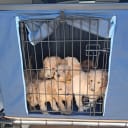 Standard Poodle