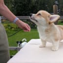 Welsh corgi pembroke