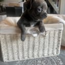 Chihuahua/Fransk bulldog