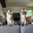 Maine Coon
