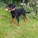 Rottweiler