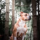 American staffordshire terrier