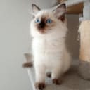 Ragdoll