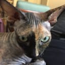 Sphynx