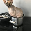 Sphynx