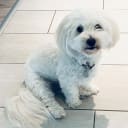 Coton de Tulear