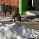 Irish Water Spaniel