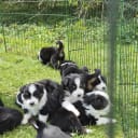 Miniature American Shepherd