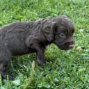 Cocker spaniel