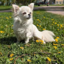 Chihuahua