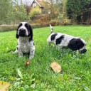 Cocker spaniel